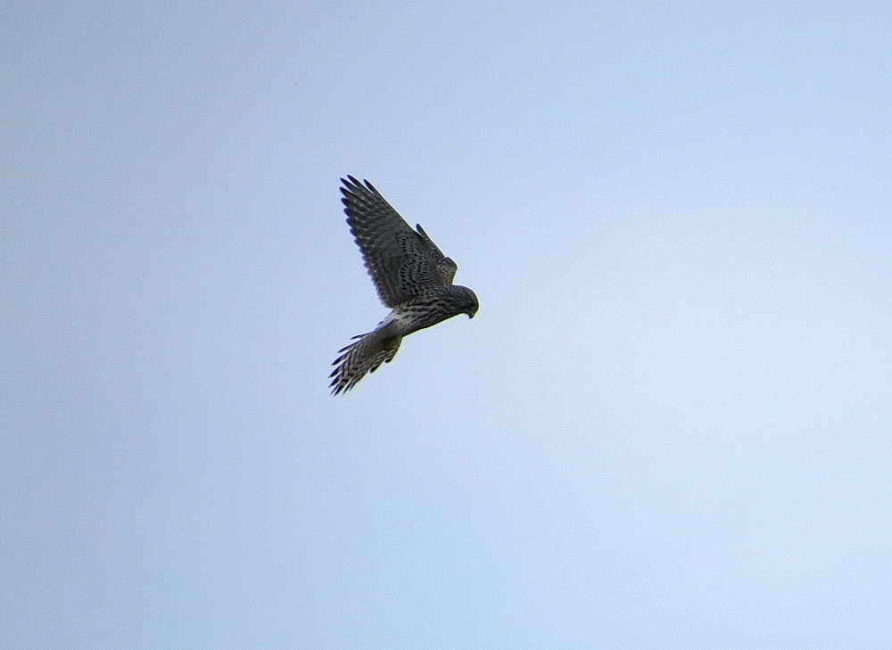 Ein weiblicher Turmfalke beim Jagdflug