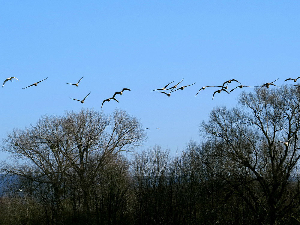 Ein Schwarm Blessgänse fliegt ein, mit Silberreiher links