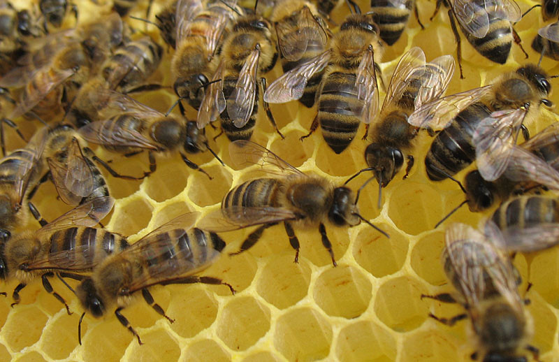 Fleißige Bienen auf ihren Wachswaben