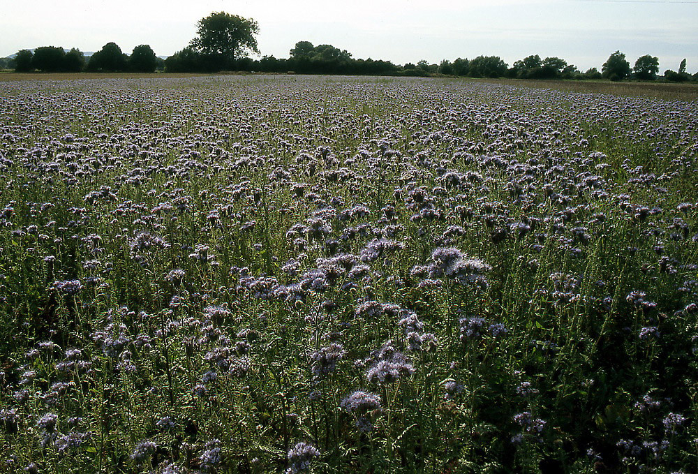 Phacelia, Bodendecker und Gründünger