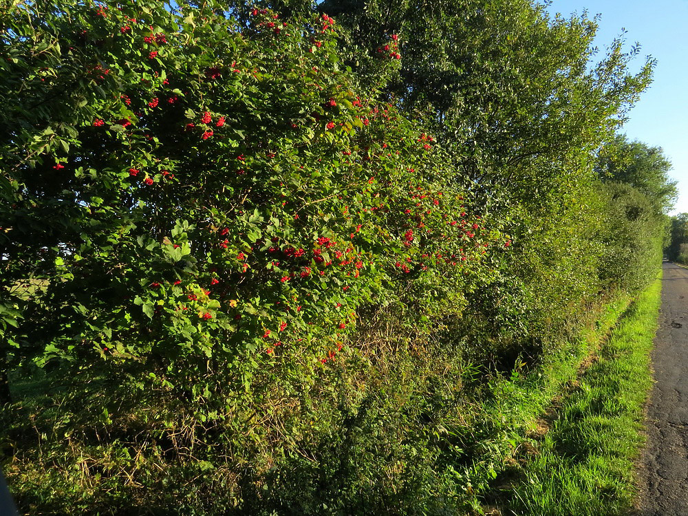 Die Hecken der Niederung leuchten jetzt bunt