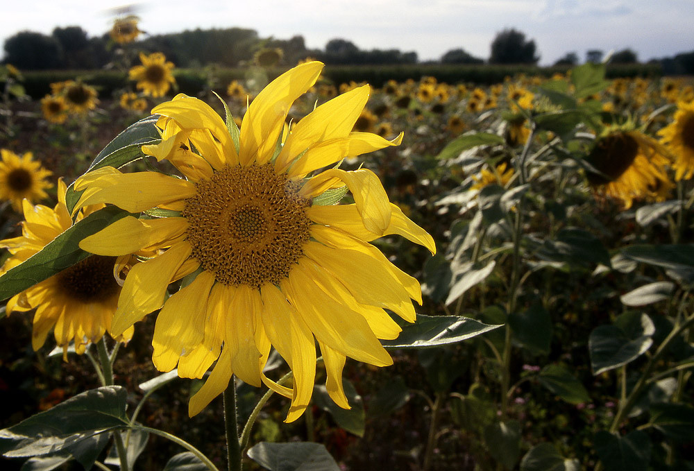 Sonnenblumen, die größten Herbstblumen