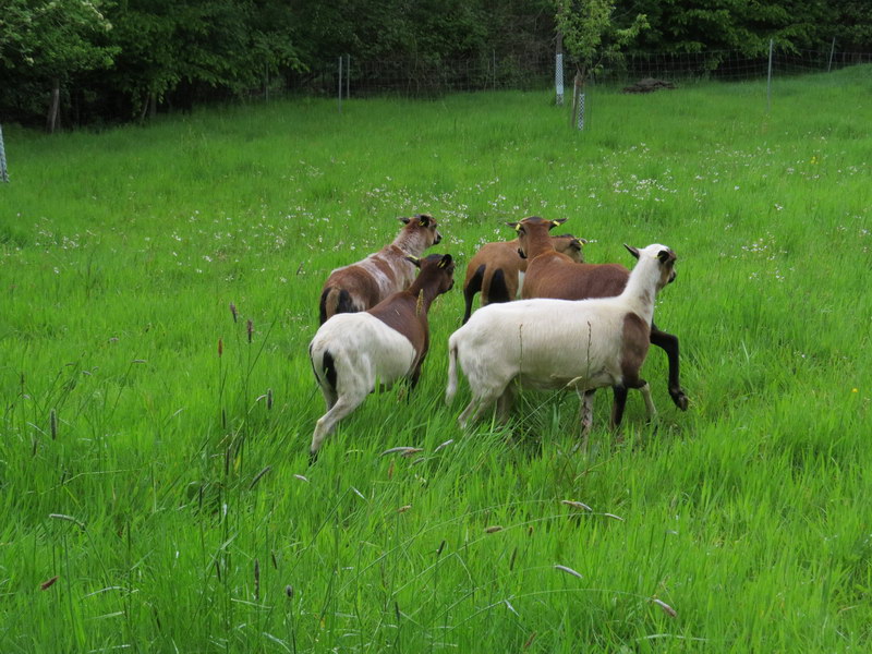 Das hoe saftige Gras scheint zu gefallen