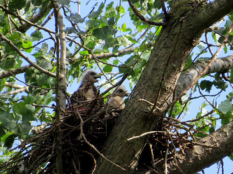 2 Jungvögel im Horst eines Schwarzmilans