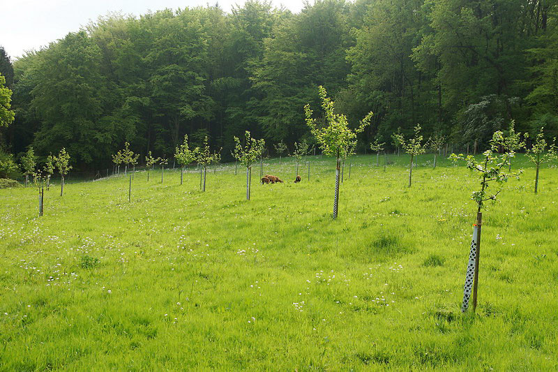 Es dauert nicht lange, und die Kamerunschafe haben die Wiese erobert.