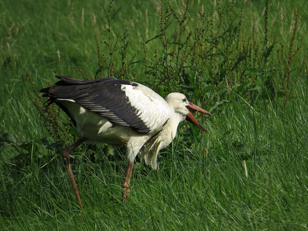 Jagender Storch in der Niederung.