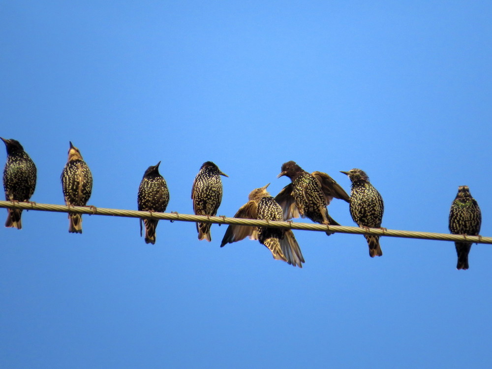 Rangniedrigere Stare (Jungvögel, heller Kopf) werden weggebissen.