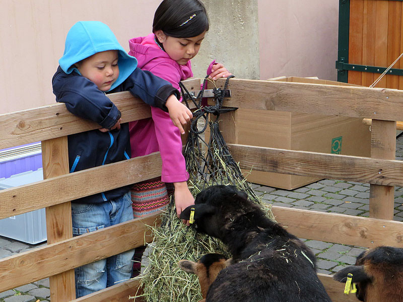 Besonders Kindern gefielen die "süßen" Kamerunschafe