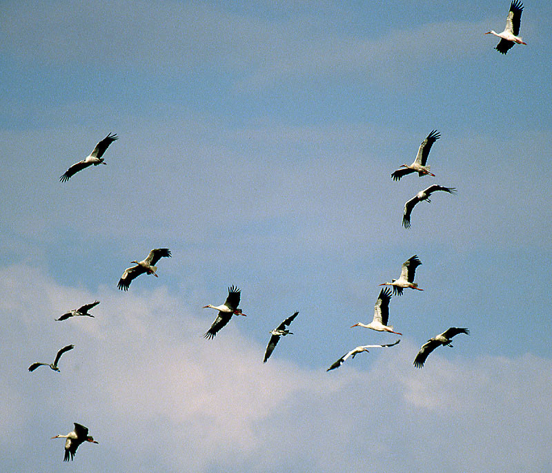 In diesem Schwarm fliegen auch 3 Graureiher mit