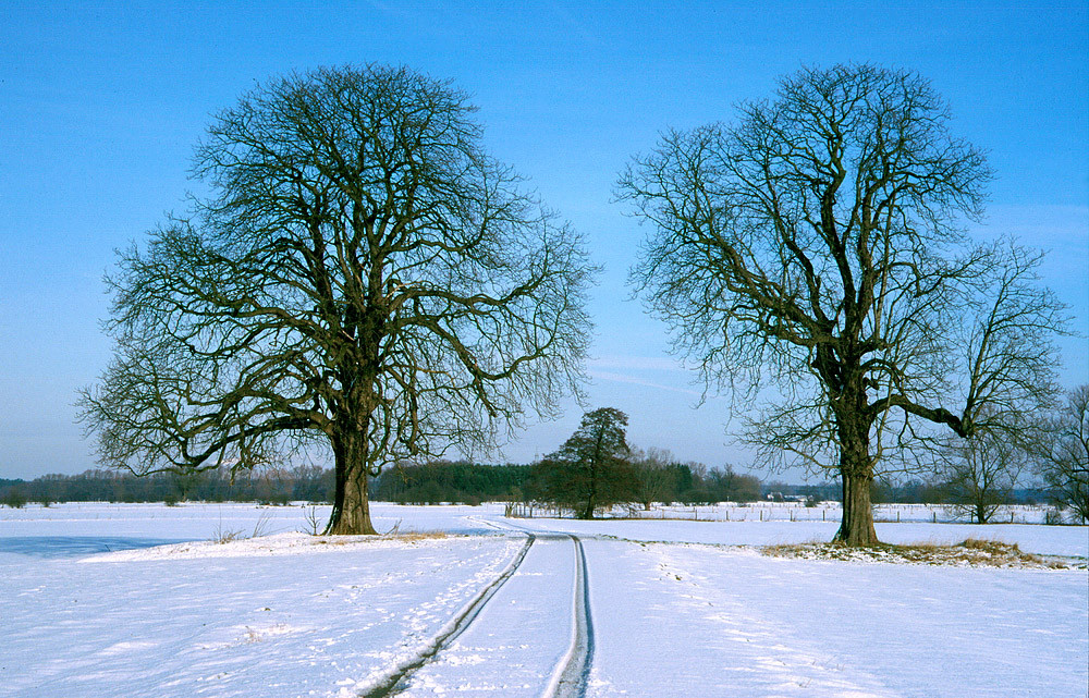 Winter - Das Tor zur Bückeburger Niederung, zwei Kastanien