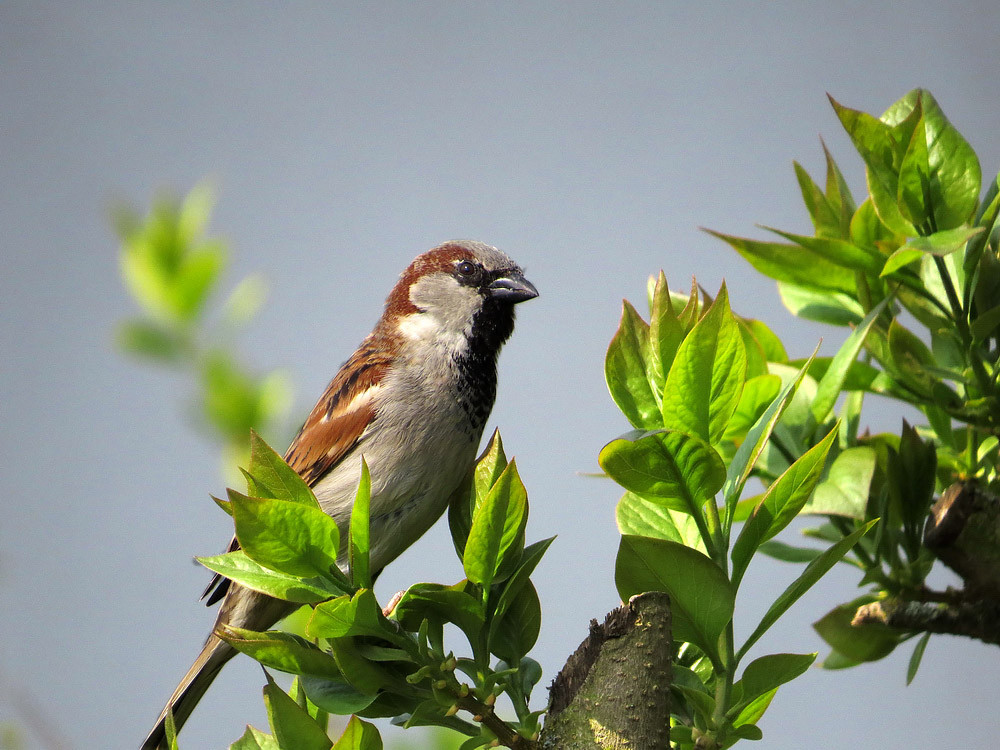 Auch den Haussperling (Spatz) kennt jeder. Dies ist ein stolzer Spatzenmann