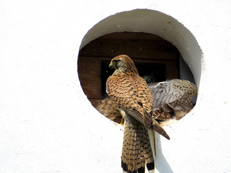 Und hier sitzt die Mama vor dem Nest