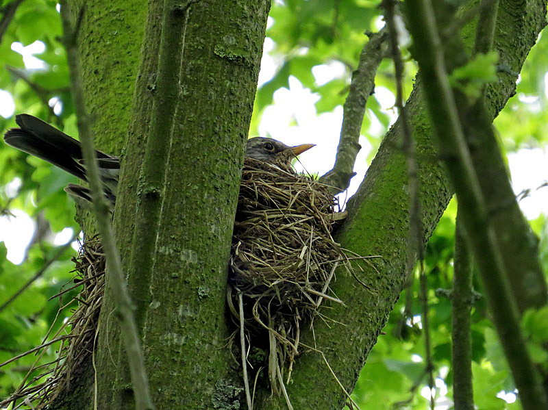 Wenig später saß sie auf dem Nest