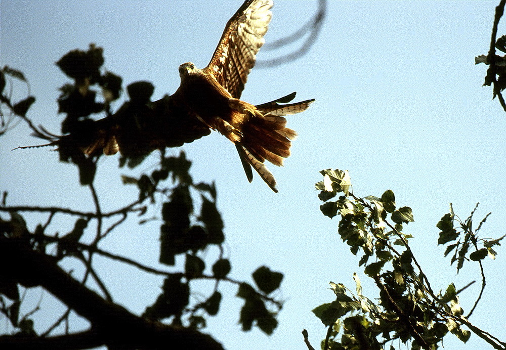 Der Rotmilan ruhte im Baum und flog auf, als ich näher kam