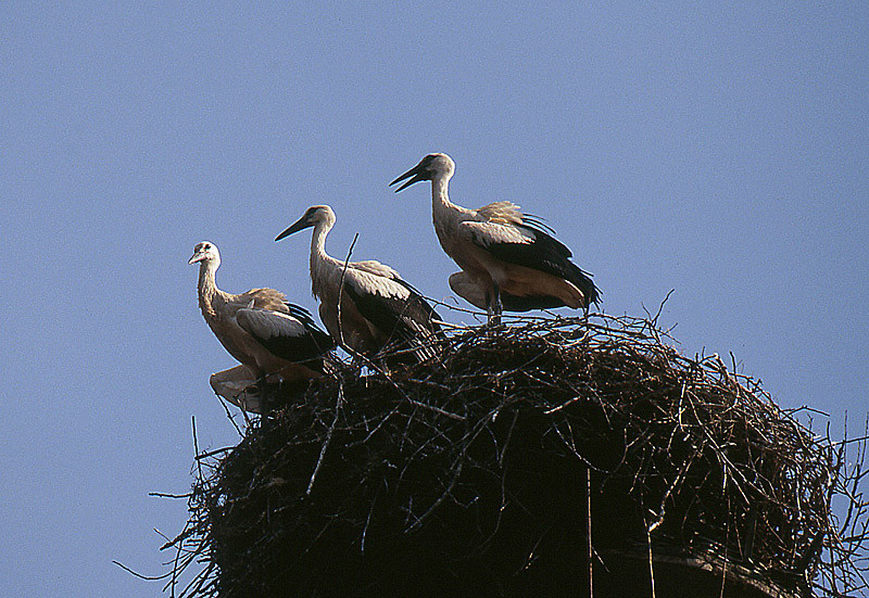 Jungstörche sind geschlüpft und schauen aus dem Nest