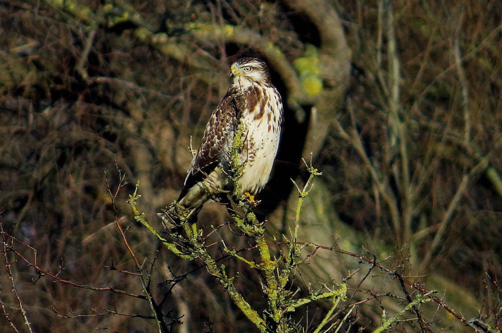 Mäusebussard im Winter ruhend