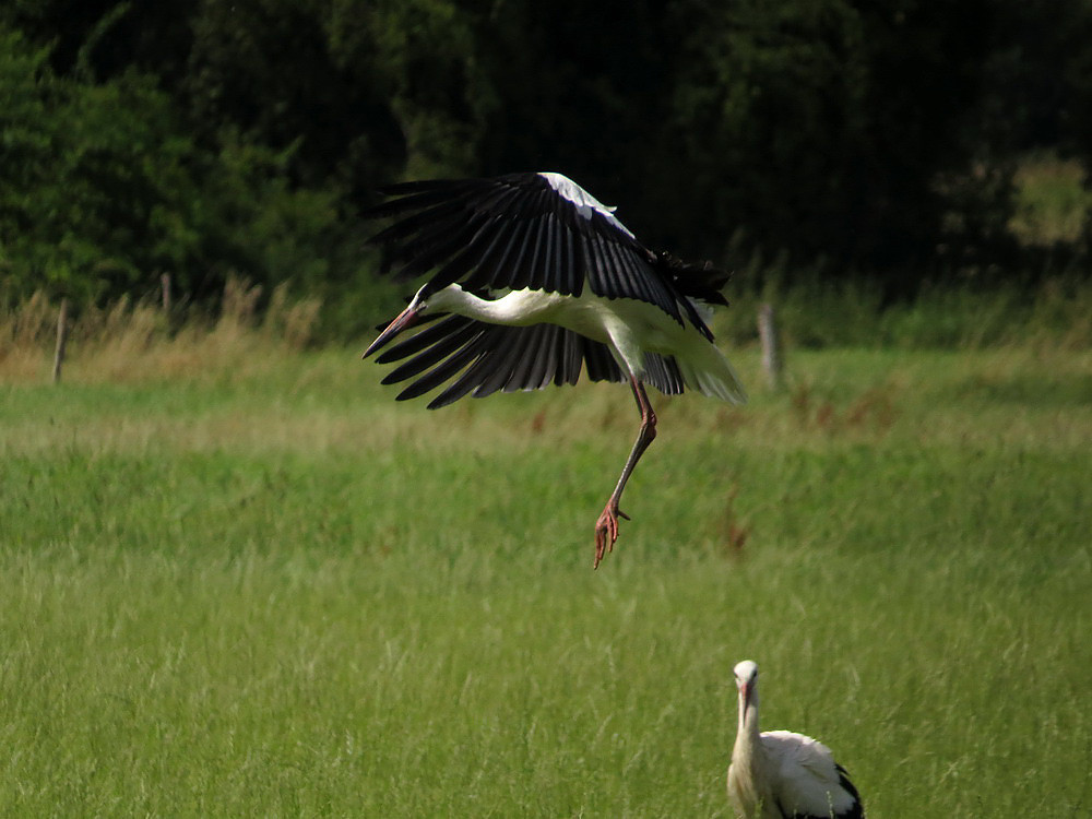 Ein Storch bei der Landung.