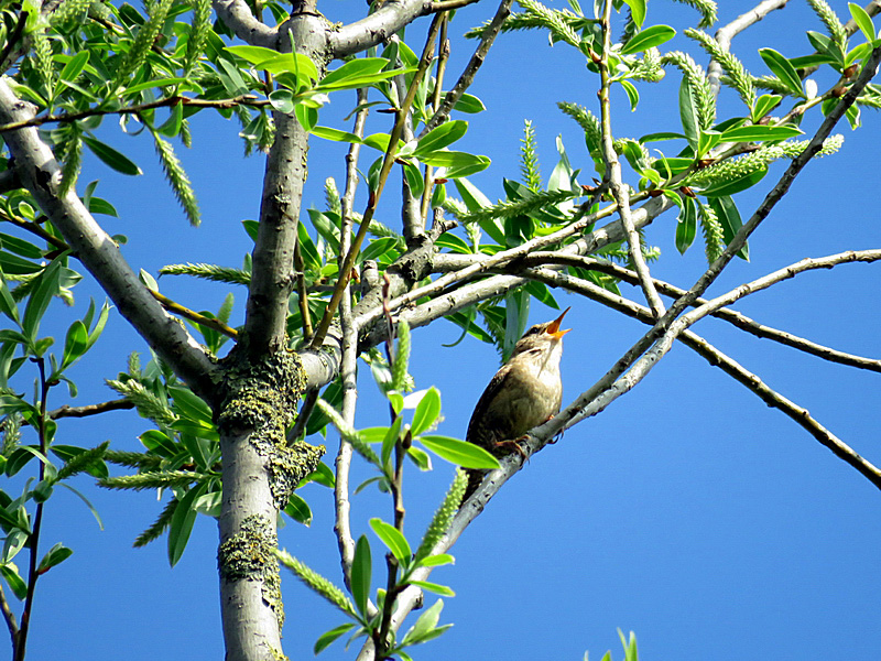 Der Zilpzalp: Ein Vogel, der seinen Namen aussprechen kann