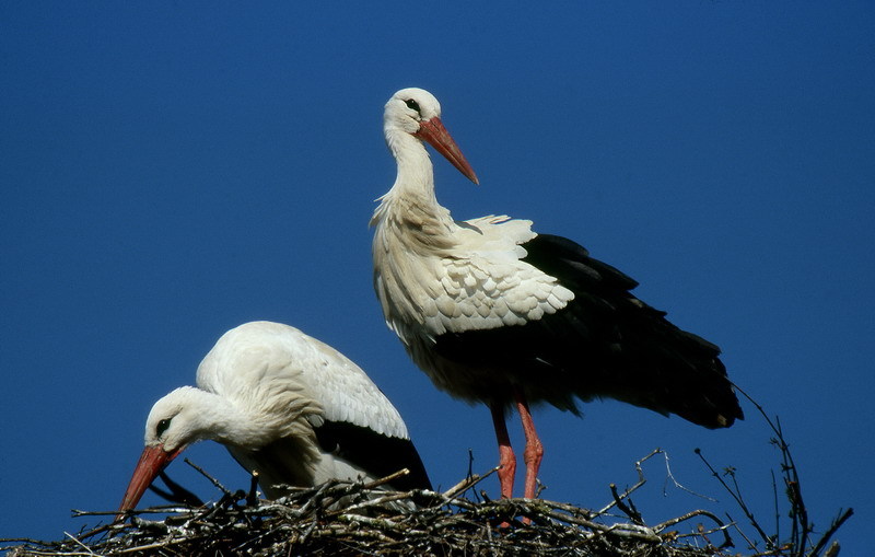 Einer richtet noch etwas am Nest aus