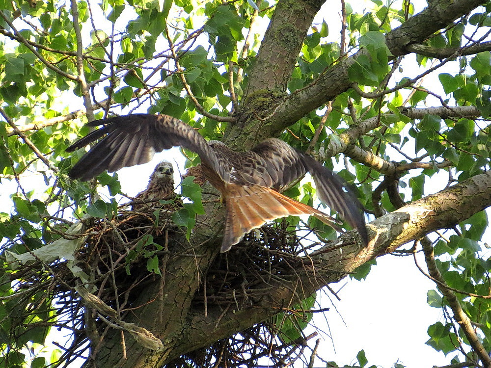 Der Muttervogel kommt mit Futter zum Horst zurück