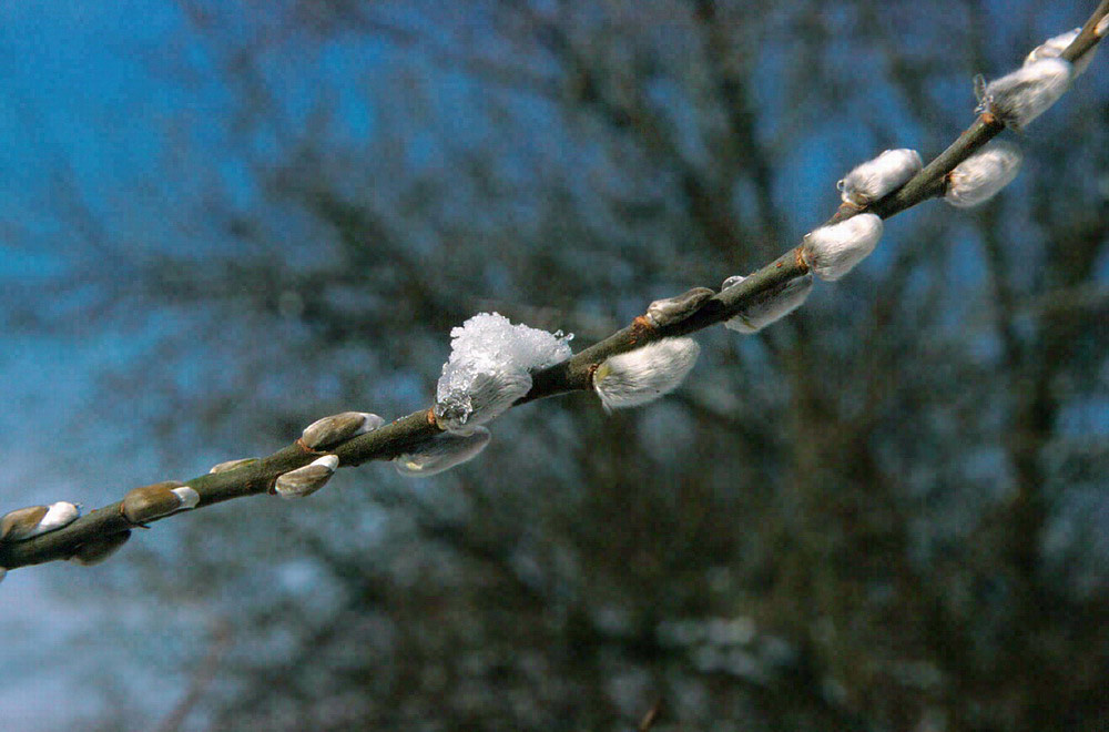 Knospen künden den Frühling an