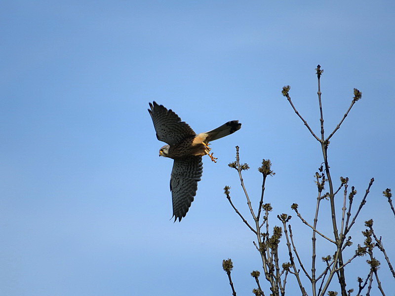 Ein Turmfalke schwingt sich in die Luft