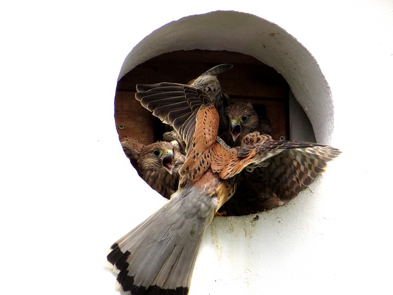 Hier kommt der männliche Turmfalke mit Futter