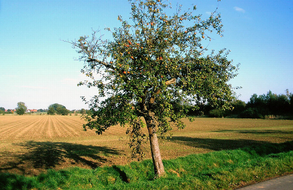 Äpfel in der Feldmark sind reif, bereit für jedermann