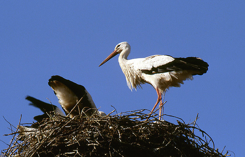 Ein Altvogel brachte Futter und schaut auf die fressenden Jungtiere