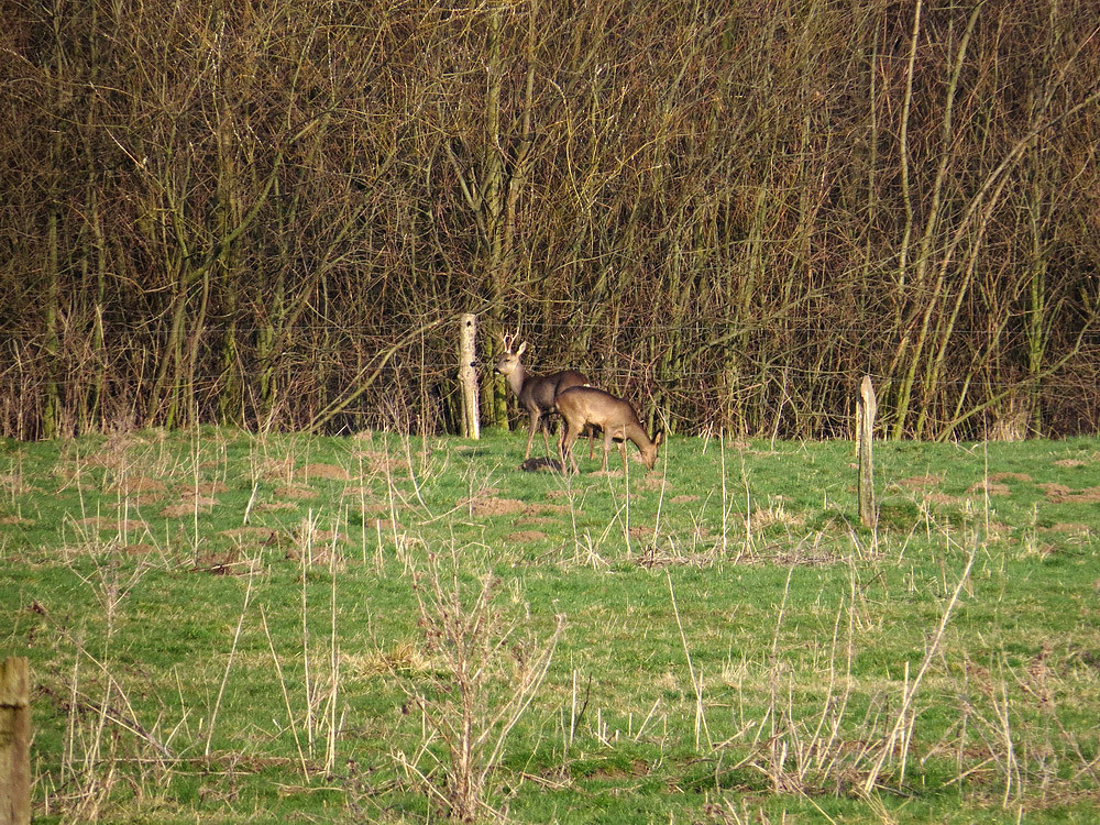 Rehe sind sehr scheu