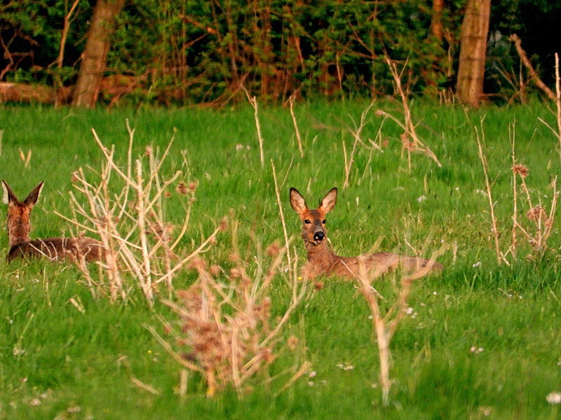 Ruhende Rehe im Abendlicht