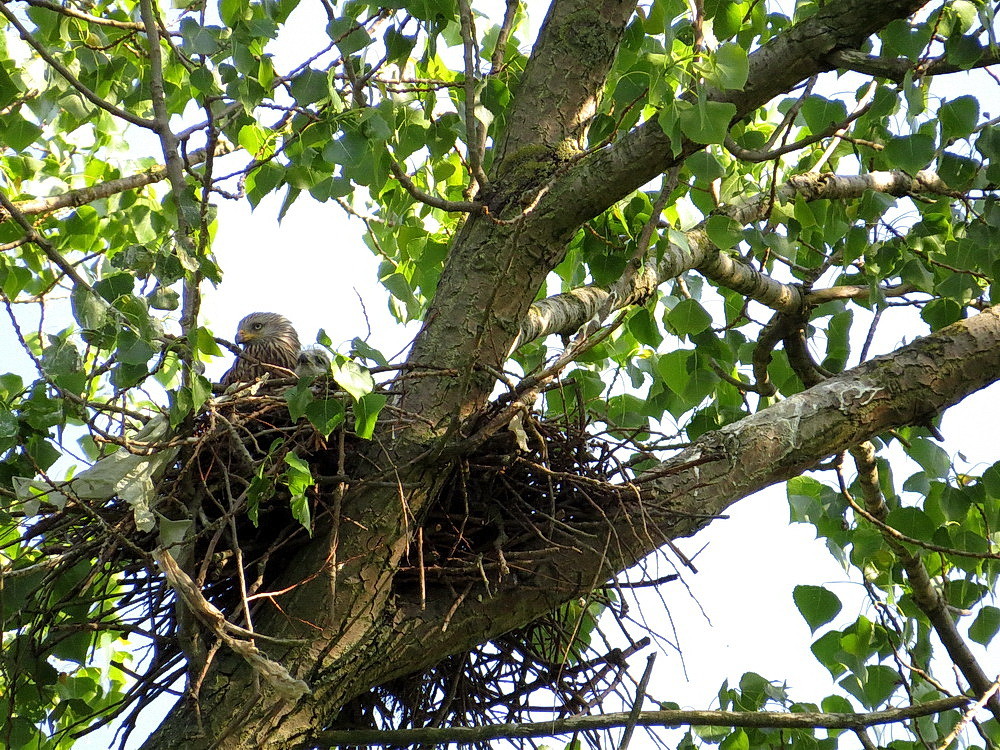 Der Muttervogel mit einem Küken