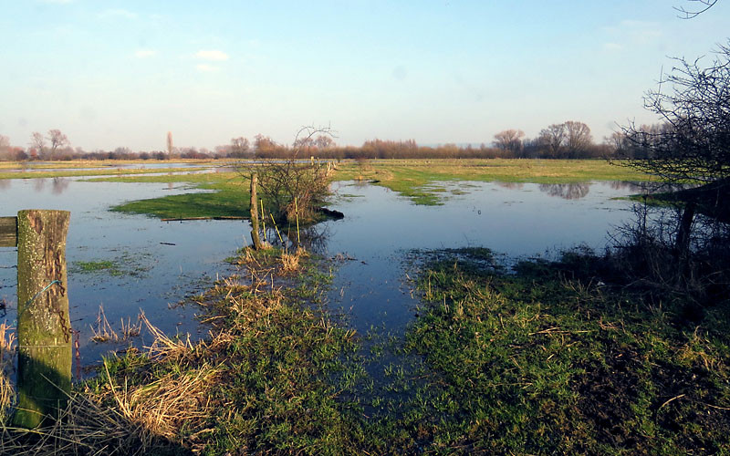 Die Amtmannschen Wiesen: Mit den Wasserflächen ein wichtiges Rastgebiet während des Vogelzuges im Frühjahr