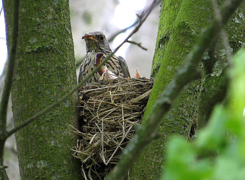 Ein Altvogel kommt mit Regenwürmern