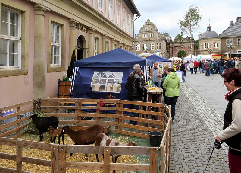 Die Kamerunschafe waren ein echter Hingucker