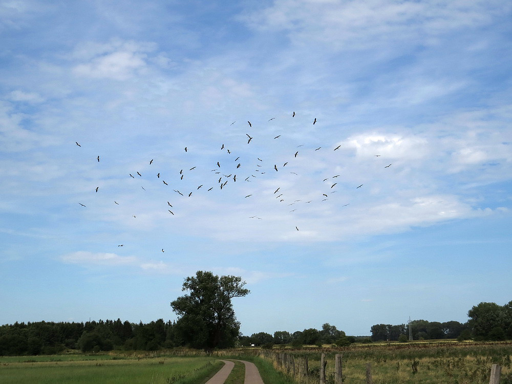 Ab August/September beginnt der Vogelzug nach Süden.