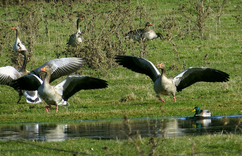 Und dann beginnt ein minutenlanges Hauen, Beißen und Treten