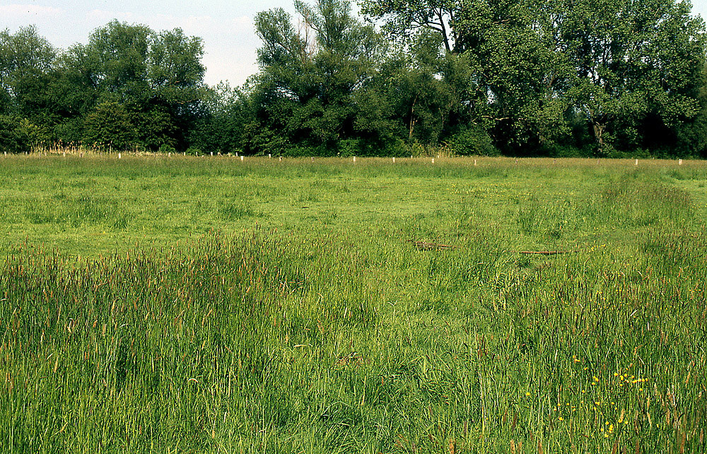 Ein Suchbild (untere Mitte beachten)