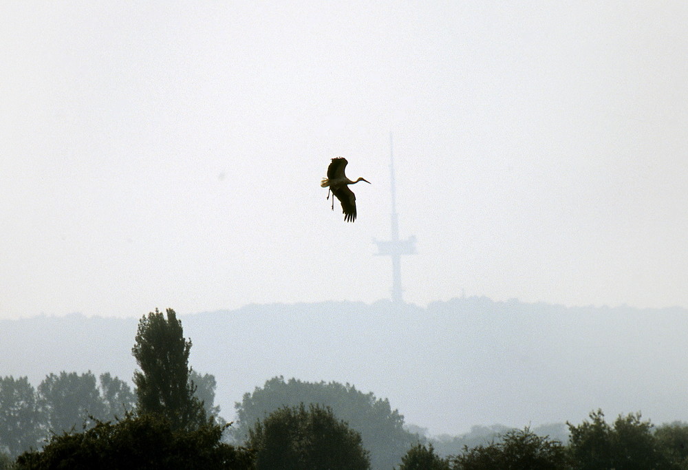 Ein Storch will landen. Im Hintergrund der Fersehturm Porta.