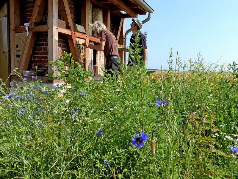 Kornblumen vor dem Trafoturm: Heilige Blume der griechischen Fruchtbarkeitsgöttin Demeter