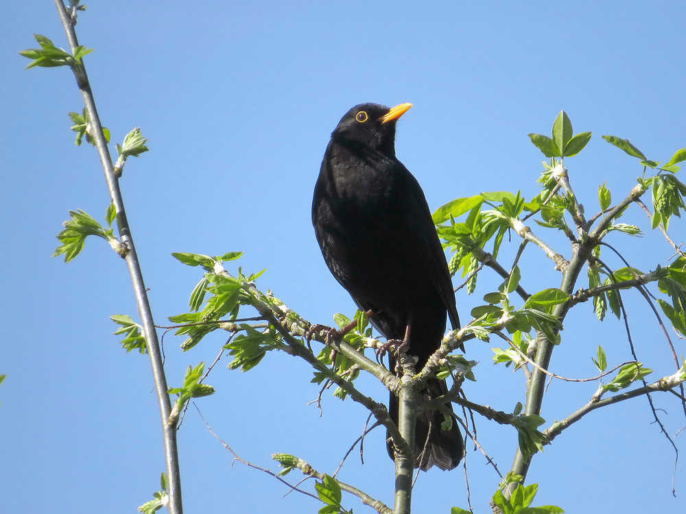 Ein Schwarzdrossel-Männchen (Amsel)