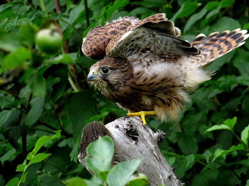 Ein Jungfalke bei Flugübungen