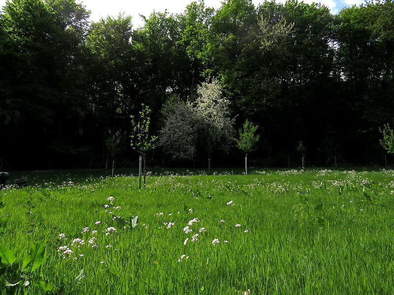 Weißlich-violette Farbtupfer auf der Streuobstwiese