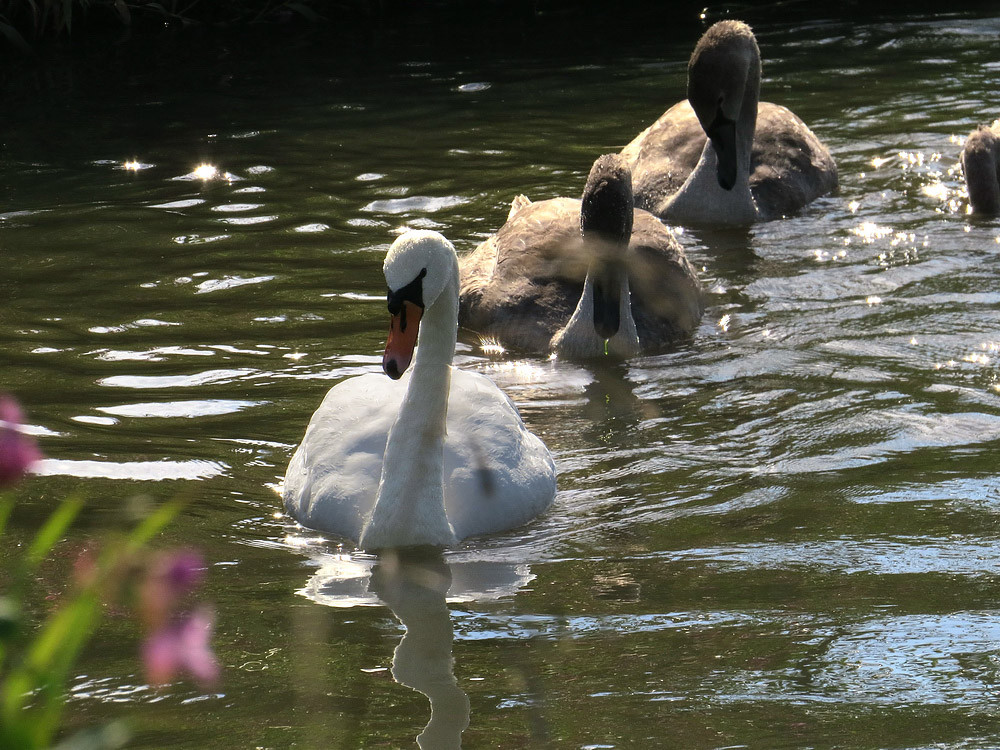 Schwanenfamilie mit dem Nachwuchs