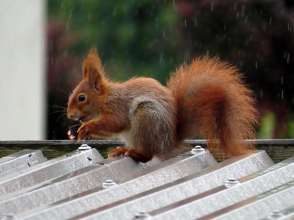 Eine Walnuss im Regen...