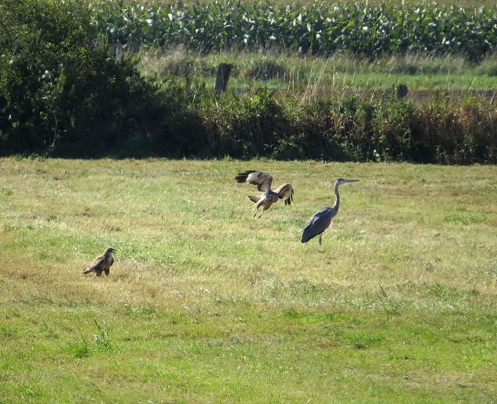 Ein Mäusebussard im Jagdflug auf einer Wiese