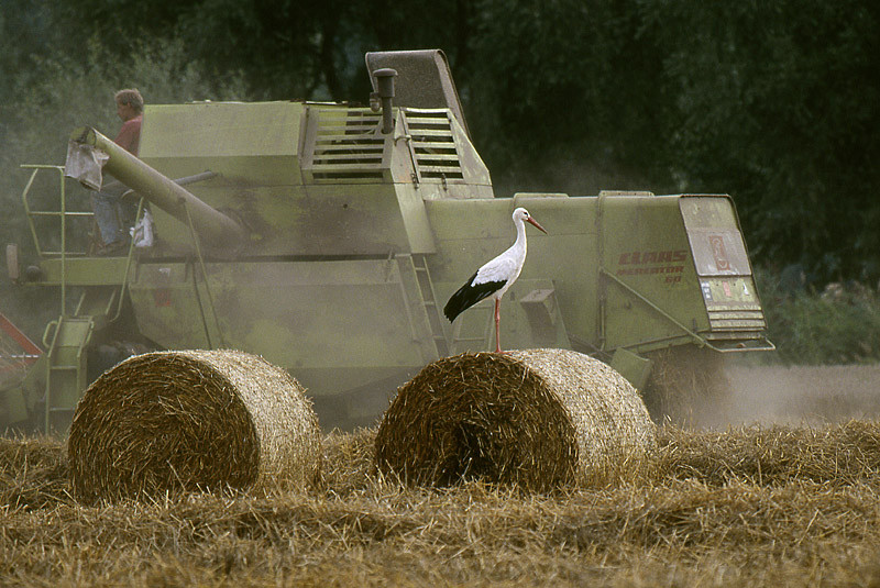 Erntemaschinen sind willkommene Jagdhelfer