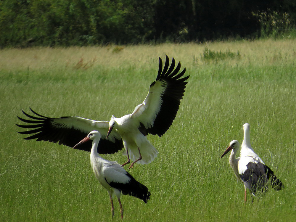 Nun ist der Storch gelandet.