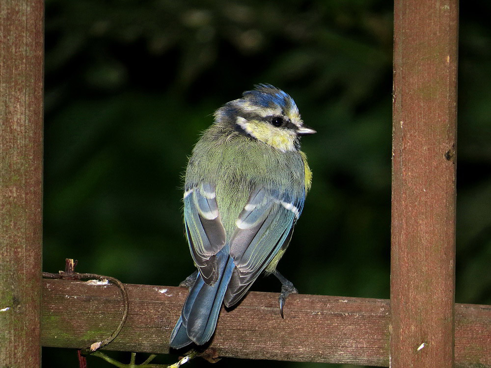 Die Blaumeise als Jungvogel