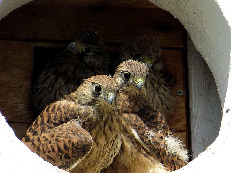 Die Jungfalken sind immer sehr hungrig